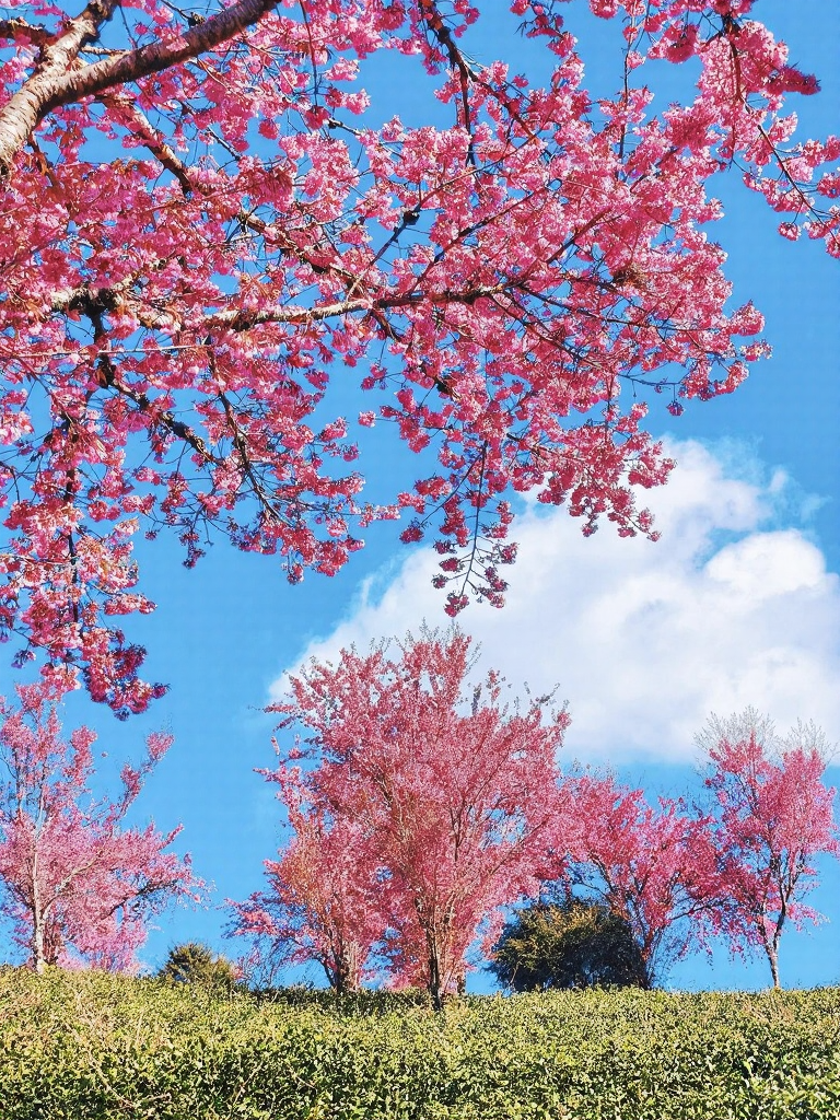 楚雄州旅游