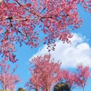 楚雄州旅游 缩略图 1