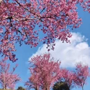 楚雄州旅游 缩略图 6
