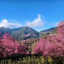 楚雄州旅游 缩略图 4