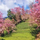 楚雄州旅游 缩略图 3