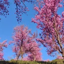 楚雄州旅游 缩略图 9