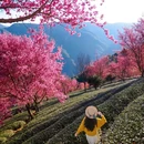 大理州旅游 缩略图 1