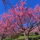 大理州旅游 缩略图 2