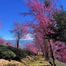 大理州旅游 缩略图 6