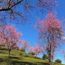 大理州旅游 缩略图 3