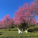 大理州旅游 缩略图 10