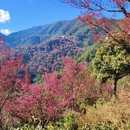 楚雄州旅游 缩略图 12