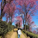 大理州旅游 缩略图 11