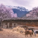 林芝旅游 缩略图 3