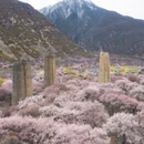 林芝旅游 缩略图 4