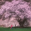 林芝旅游 缩略图 2