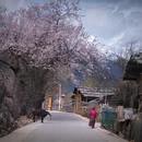 林芝旅游 缩略图 6