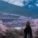 林芝旅游 缩略图 2