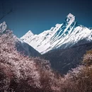 林芝旅游 缩略图 1