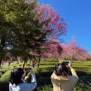 大理州旅游 缩略图 14