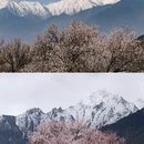 林芝旅游 缩略图 5