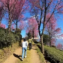 大理州旅游 缩略图 13