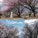 林芝旅游 缩略图 8
