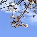 林芝旅游 缩略图 6