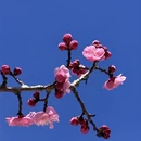 林芝旅游 缩略图 9