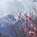 林芝旅游 缩略图 10