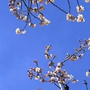 林芝旅游 缩略图 12