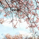 林芝旅游 缩略图 5