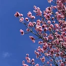 林芝旅游 缩略图 7