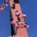 林芝旅游 缩略图 11