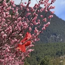 林芝旅游 缩略图 14