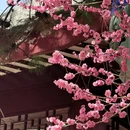 林芝旅游 缩略图 13