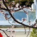 林芝旅游 缩略图 17