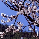 林芝旅游 缩略图 16