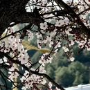 林芝旅游 缩略图 18