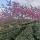 福州旅游 缩略图 3