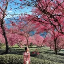 大理州旅游 缩略图 2