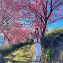大理州旅游 缩略图 6