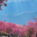 楚雄州旅游 缩略图 3