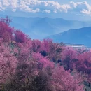 楚雄州旅游 缩略图 1