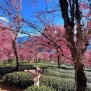 大理州旅游 缩略图 3