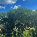 楚雄州旅游 缩略图 10