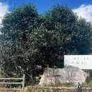 楚雄州旅游 缩略图 12