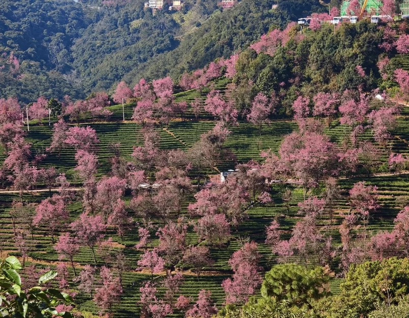 大理州旅游 1