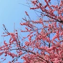 大理州旅游 缩略图 2