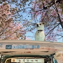 大理州旅游 缩略图 4