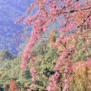 大理州旅游 缩略图 15