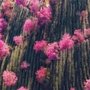 大理州旅游 缩略图 4