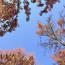 大理州旅游 缩略图 13