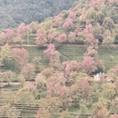 楚雄州旅游 缩略图 1